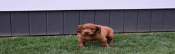 Irish Setter dogs for sale: Rascal  - Ad 2