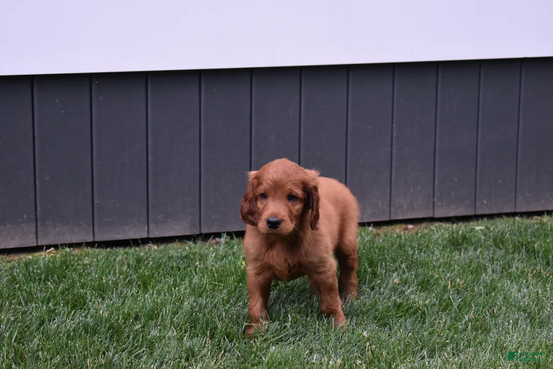 Irish Setter dogs for sale: Rascal  - Ad 2