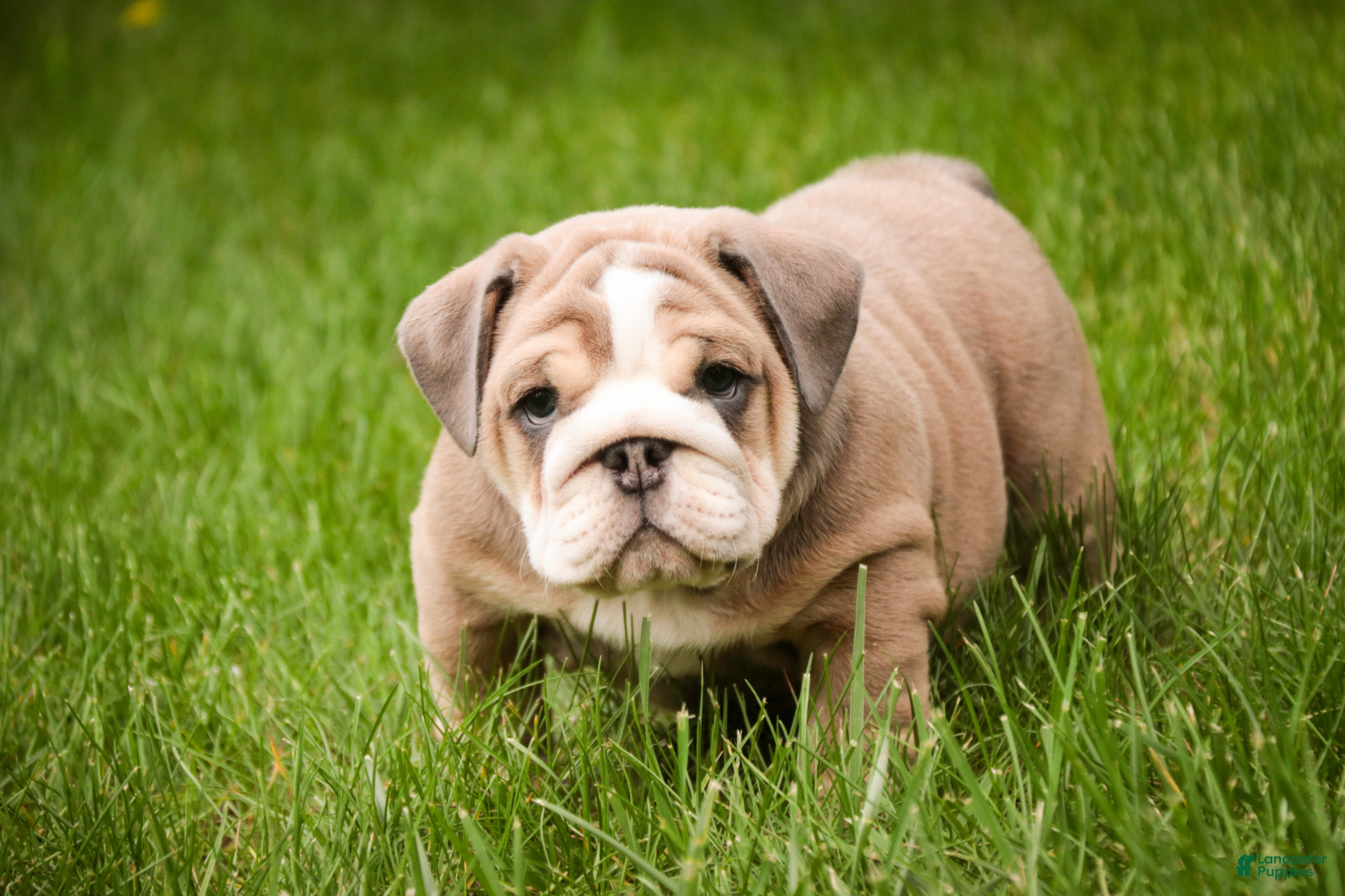 English Bulldog dogs Annaliese - Ad 1