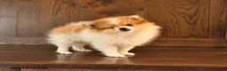 Pomeranian dogs for sale: Denver SPECIAL NEEDS - Ad 5