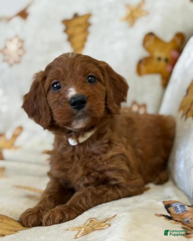 Cavapoo dogs Nadia  - Ad 2