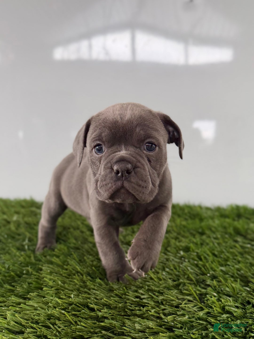 Olde English Bulldogge dogs for sale: Trixie - Ad 4