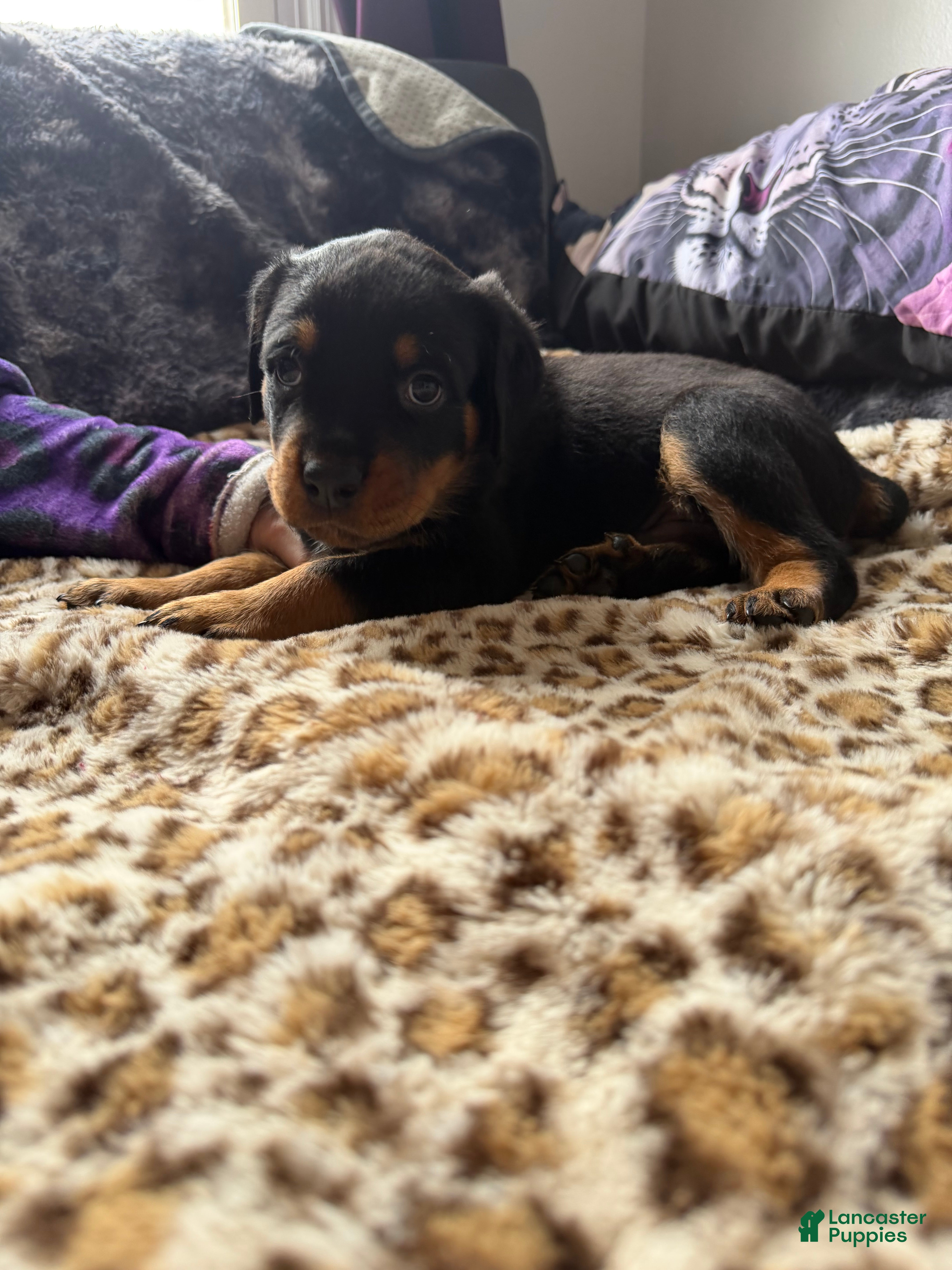 Rottweiler dogs Maroon - Ad 2