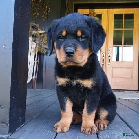Rottweiler dogs Kimber  - Ad 1