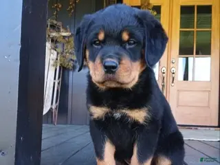 Rottweiler dogs for sale: Kimber - Ad 1