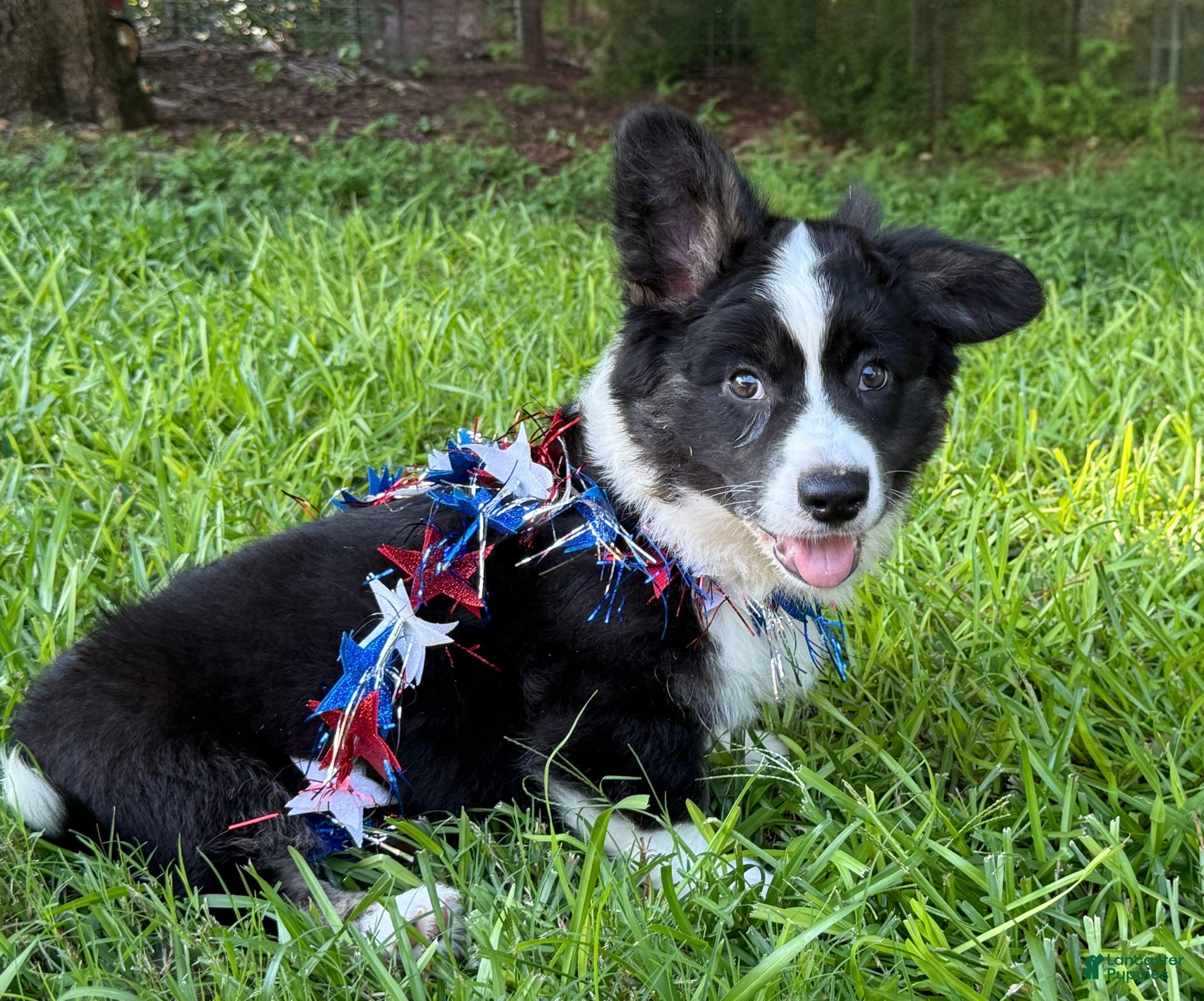 Welsh Corgi Cardigan dogs Ace FLUFFY - Ad 1