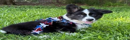 Welsh Corgi Cardigan dogs for sale: Ace FLUFFY - Ad 1