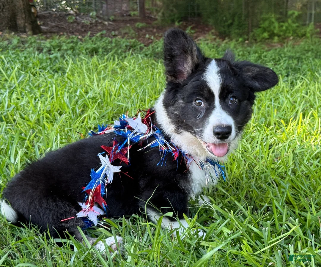 Welsh Corgi Cardigan dogs for sale: Ace FLUFFY - Ad 1