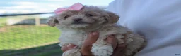 Havapoo dogs for sale: OREO - Ad 11