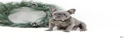 French Bulldog dogs for sale: Kaden - Ad 7