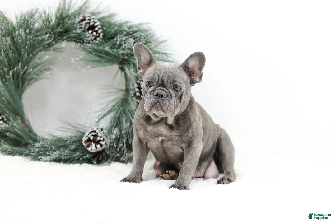 French Bulldog dogs for sale: Kaden - Ad 7