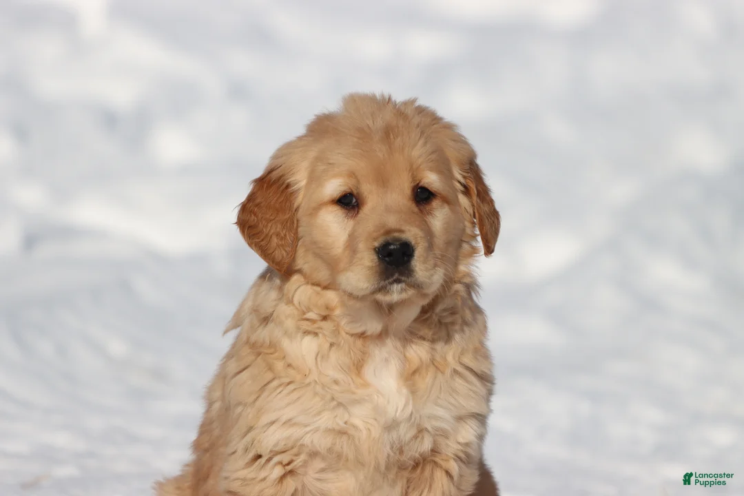 Golden Retriever dogs for sale: Daisy  - Ad 3