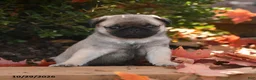 Pug dogs for sale: Gus - Ad 3