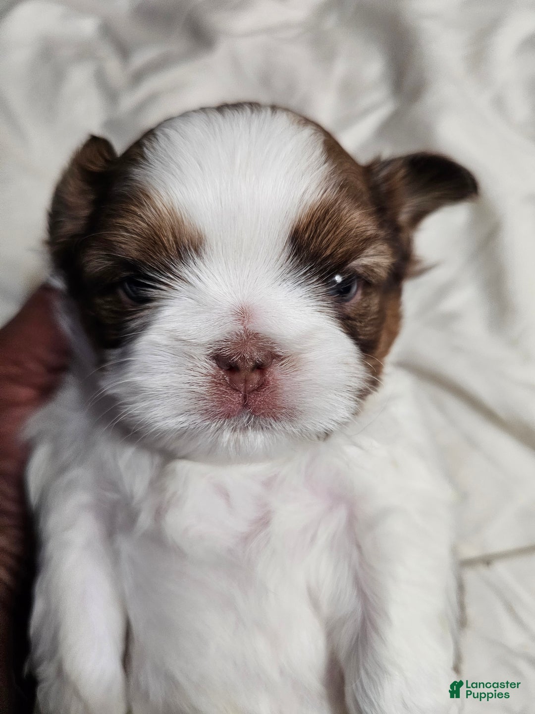 Shih Tzu dogs for sale: Hershey Kisses - Ad 2