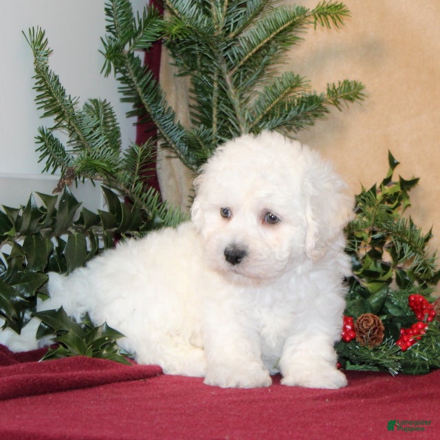 Bichon Frise dogs Dunkin - Ad 2