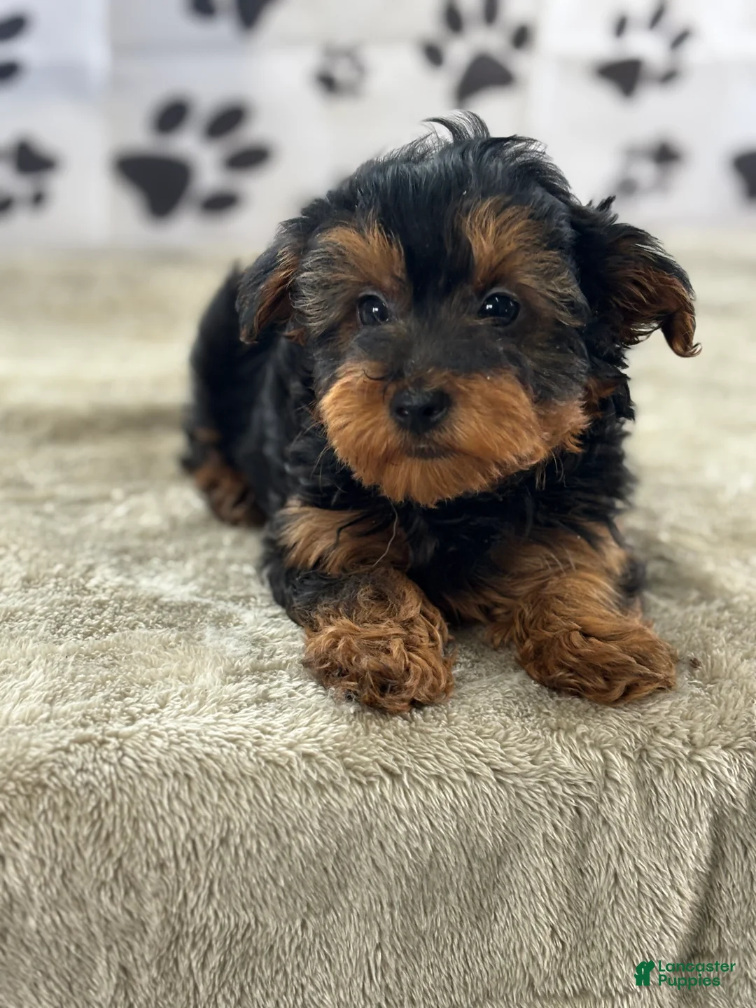 Yorkshire Terrier dogs for sale: Ida - Ad 2