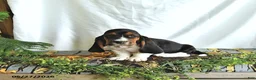 Basset Hound dogs for sale: Gus - Ad 4