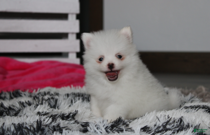 Pomeranian dogs Bianca  - Ad 2
