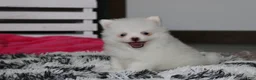Pomeranian dogs for sale: Bianca  - Ad 2