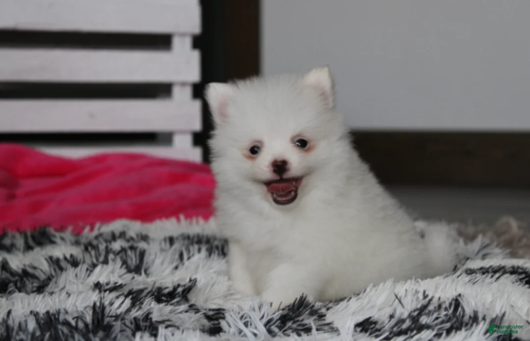 Pomeranian dogs for sale: Bianca  - Ad 2