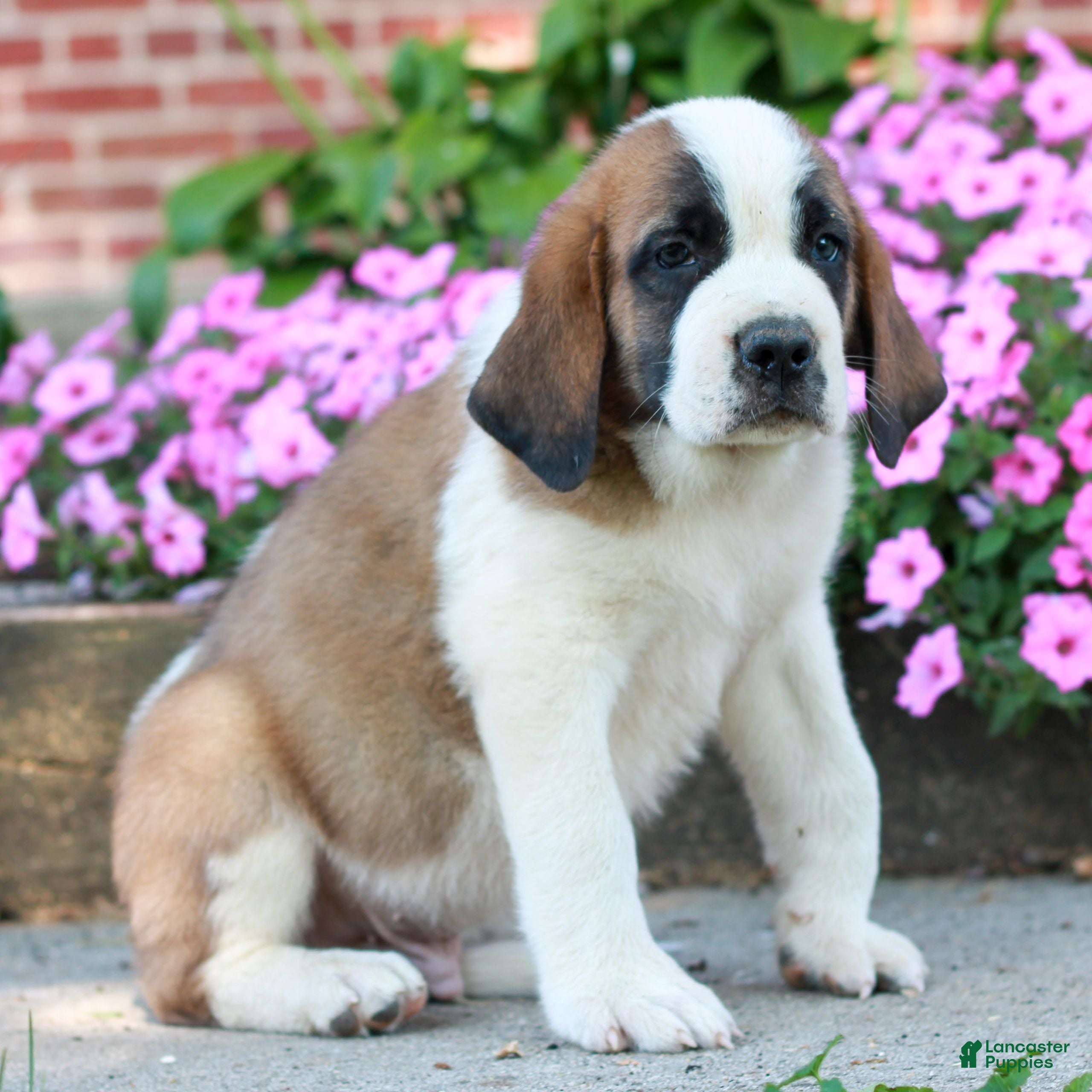 Saint Bernard dogs Eli  - Ad 2