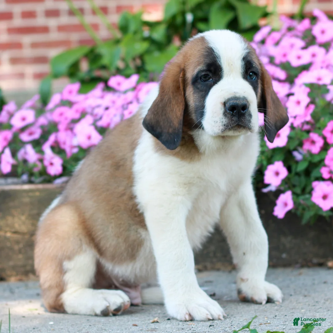 Saint Bernard dogs for sale: Eli  - Ad 2