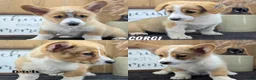 Welsh Corgi Pembroke dogs for sale: Namor  - Ad 12