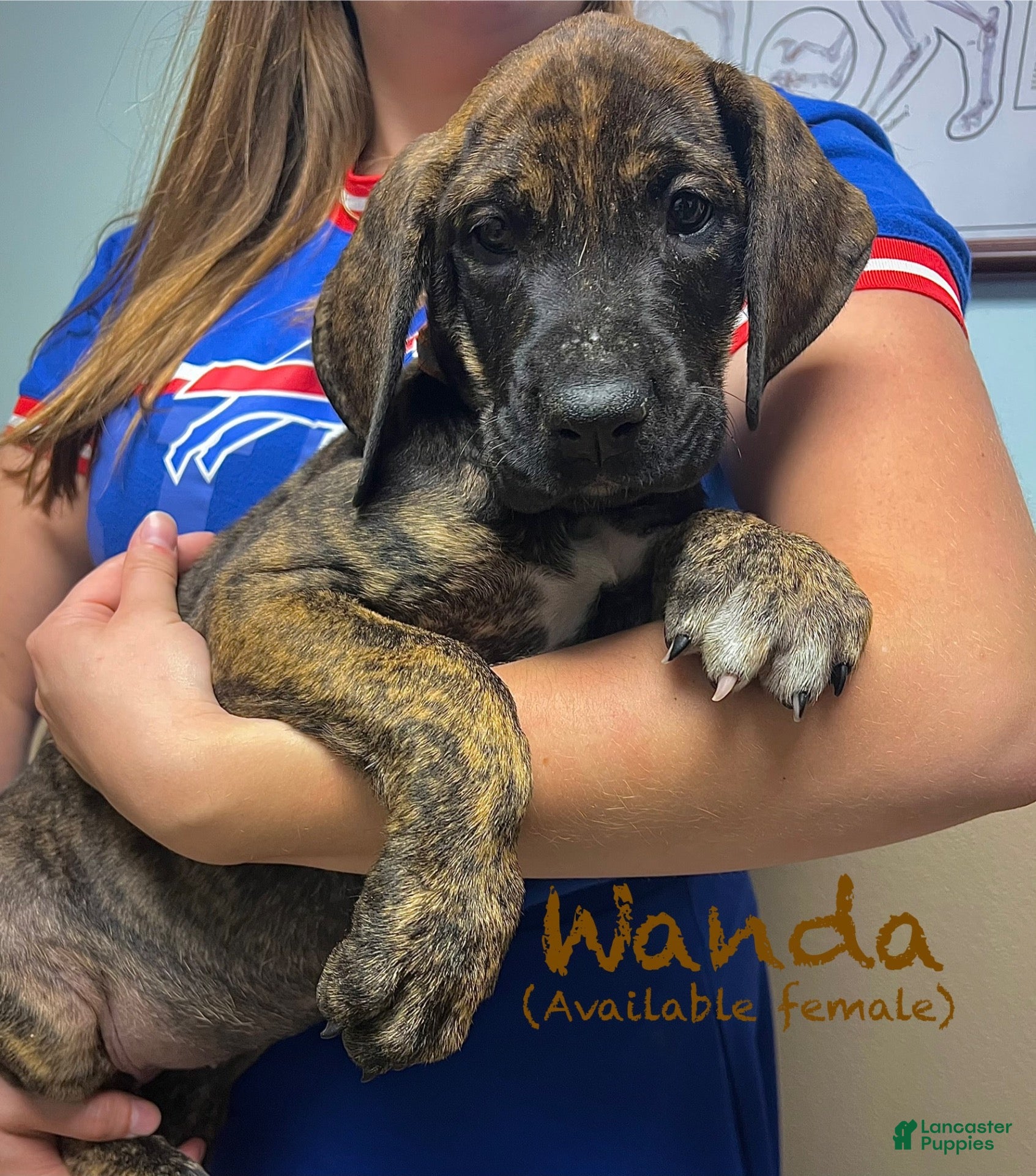 Great Dane dogs Wanda - Ad 19