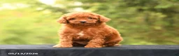 Toy Poodle dogs for sale: April - Ad 1