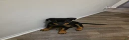 Rottweiler dogs for sale: Rottweiler Puppy 1 - Ad 6