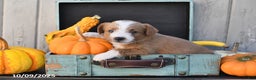 Mixed Breed dogs for sale: Terry - Ad 7