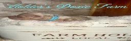 Miniature Dachshund dogs for sale: Wern - Ad 4