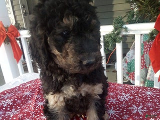 Goldendoodle dogs Bear - Ad 26