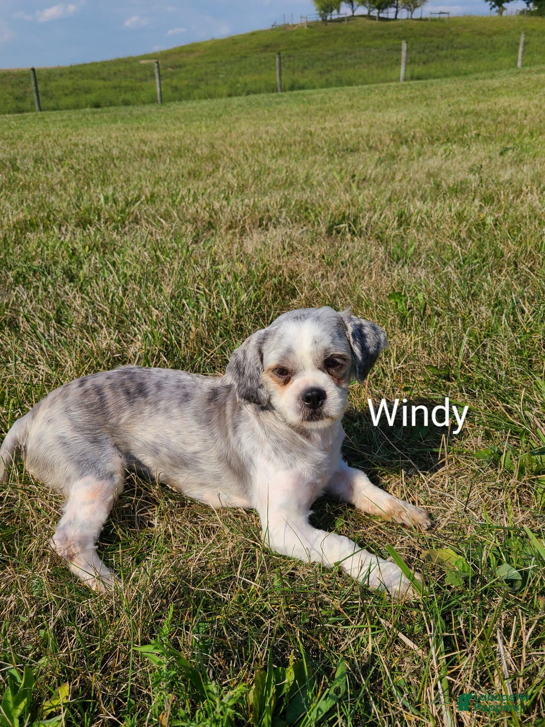 Teddy Bear dogs for sale: Mindy  - Ad 9