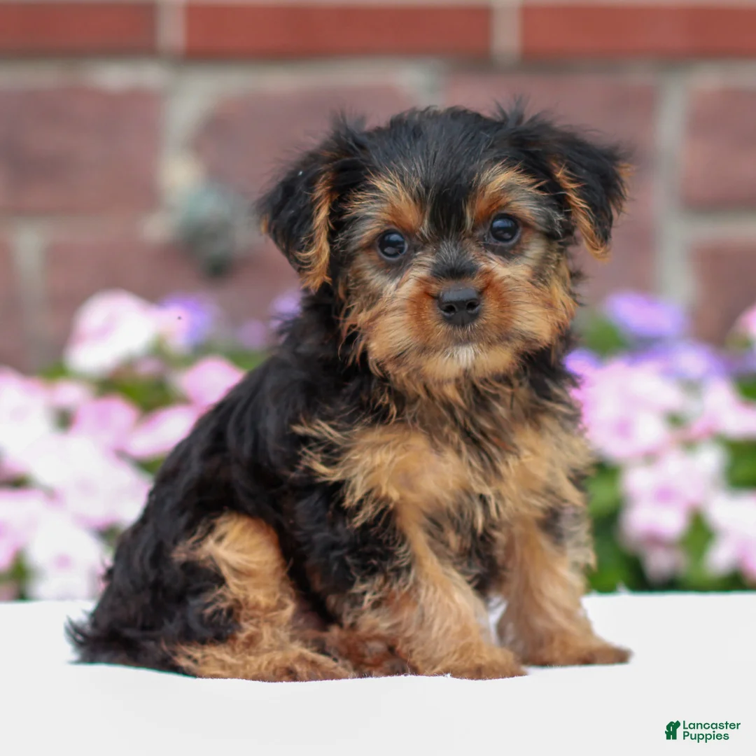 Yorkshire Terrier dogs for sale: Joey  - Ad 2