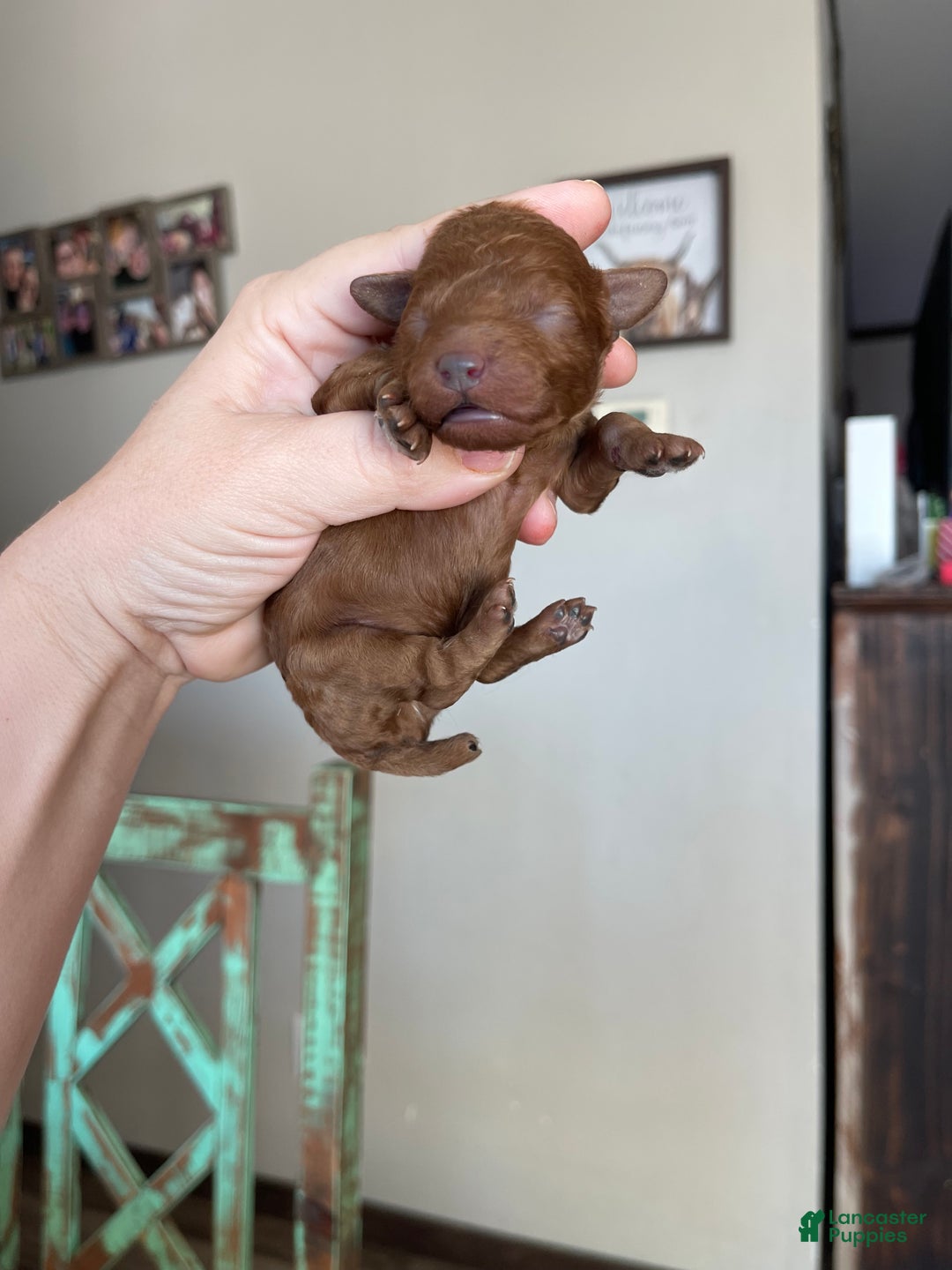 Toy Poodle dogs for sale: Akc bred color Red Boy 1 - Ad 2