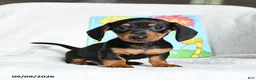 Miniature Dachshund dogs for sale: Barbaloot - Ad 4
