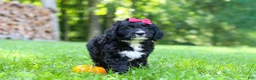Bernedoodle dogs for sale: Pumpkin - Ad 7