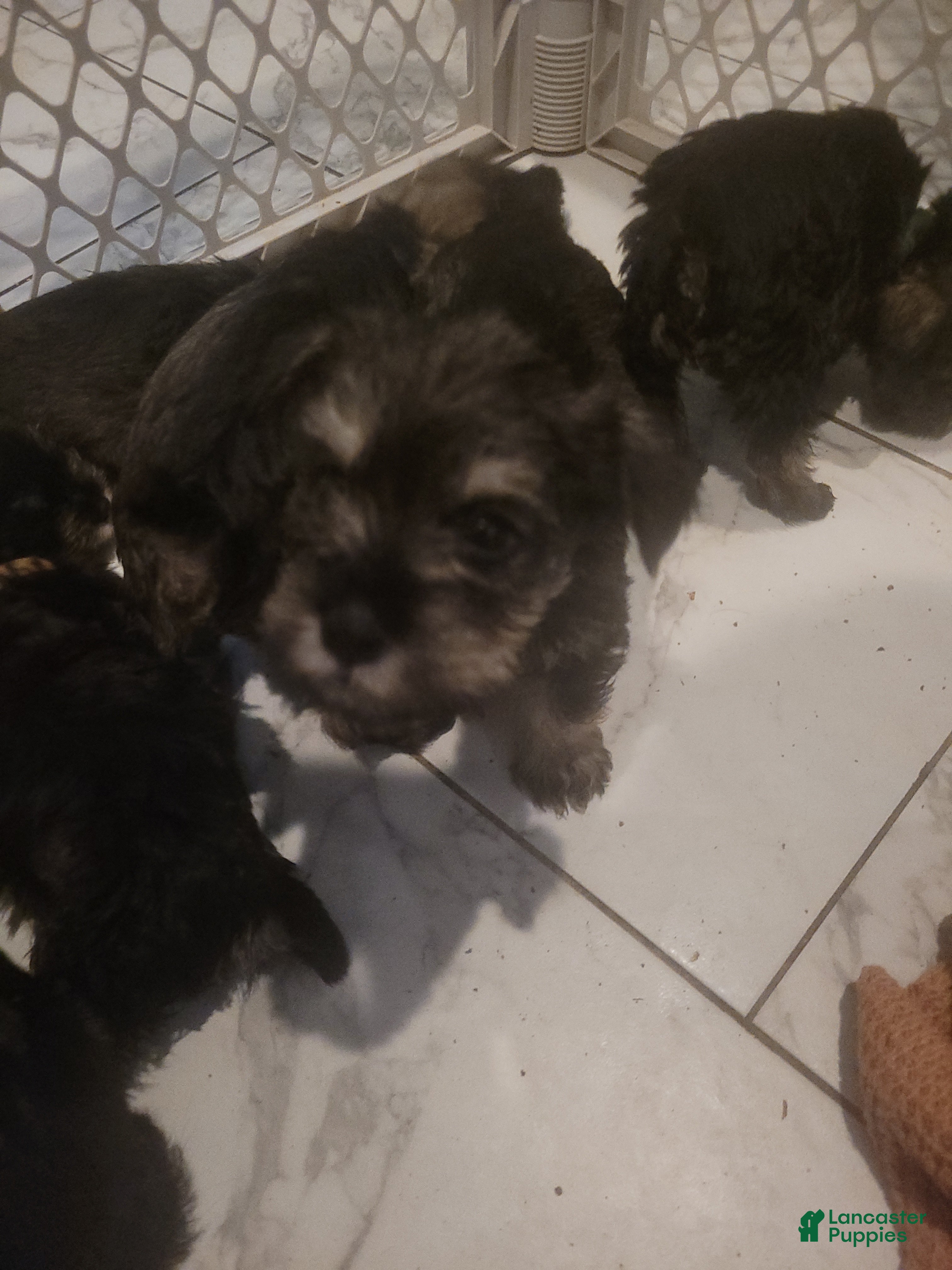 Miniature Schnauzer dogs Miniature Schnauzer 1 - Ad 26