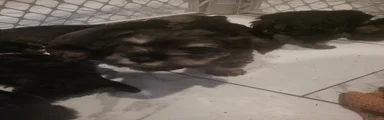 Miniature Schnauzer 1