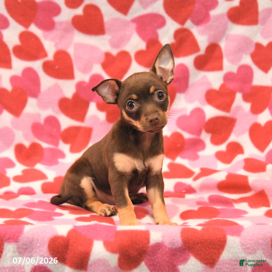Chihuahua dogs Lily - Ad 1