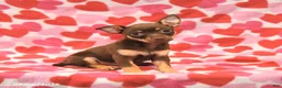 Chihuahua dogs for sale: Lily - Ad 1