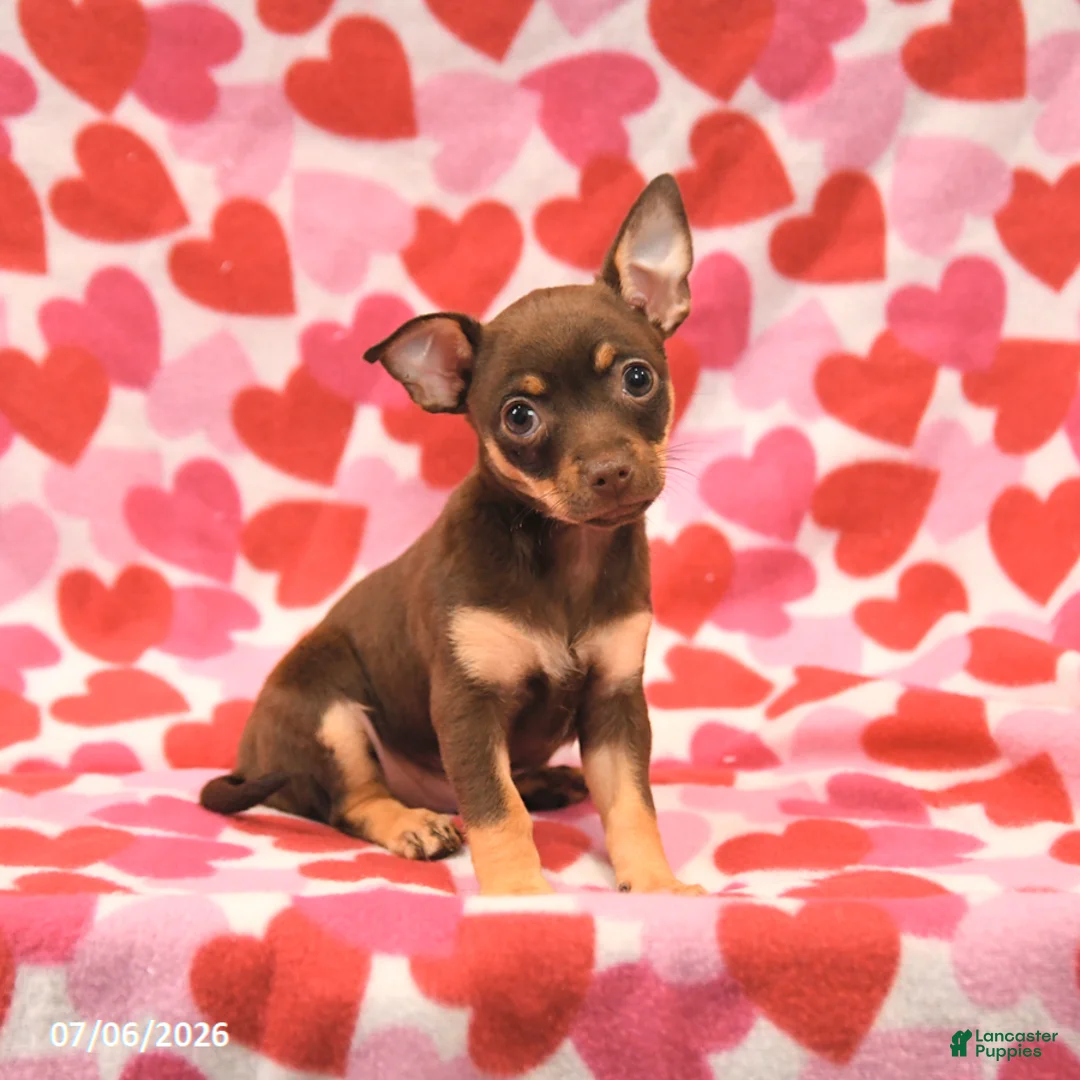 Chihuahua dogs for sale: Lily - Ad 1
