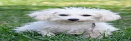 Cavachon dogs for sale: Jordan - Ad 10