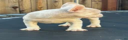 French Bulldog dogs for sale: Cheeto - Ad 7