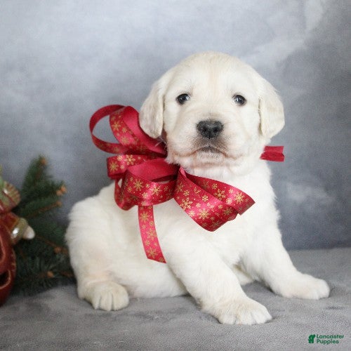 Golden Retriever dogs Alex - Ad 21