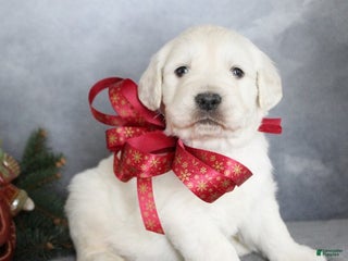 Golden Retriever dogs Alex - Ad 21