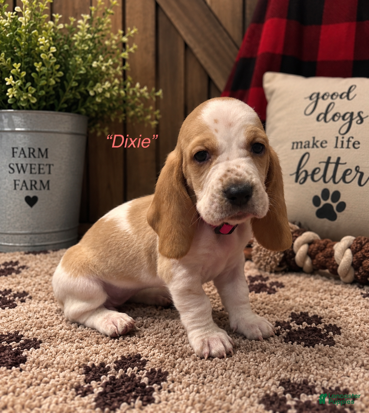 Dixie