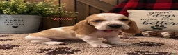 Basset Hound dogs for sale: Dixie - Ad 1