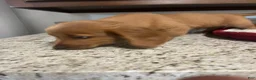 Miniature Dachshund dogs for sale: Winter - Ad 7